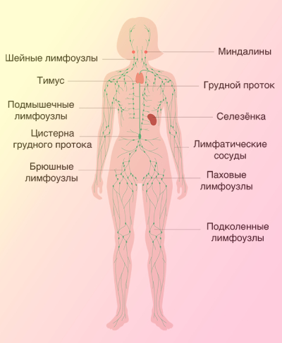 Схема расположения лимфоузлов