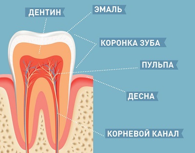 Строение зуба человека - чувствительный дентин