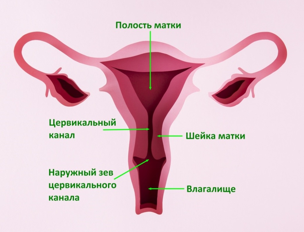 УЗИ шейки матки (цервикометрия) — Клиника «Доктор рядом»