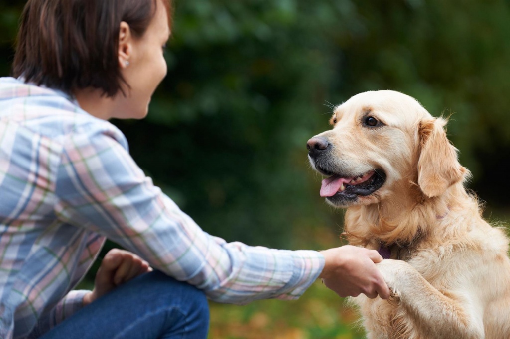 Почему собака - верный друг человека? Узнайте причины