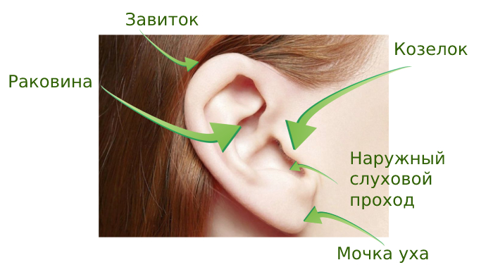 Схема строения уха - как проверить есть ли у ребенка отит
