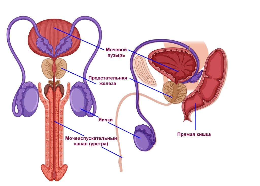 Попадание спермы на внешние половые органы - Вопрос гинекологу - 03 Онлайн